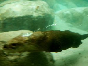 Otter swimming in otter park