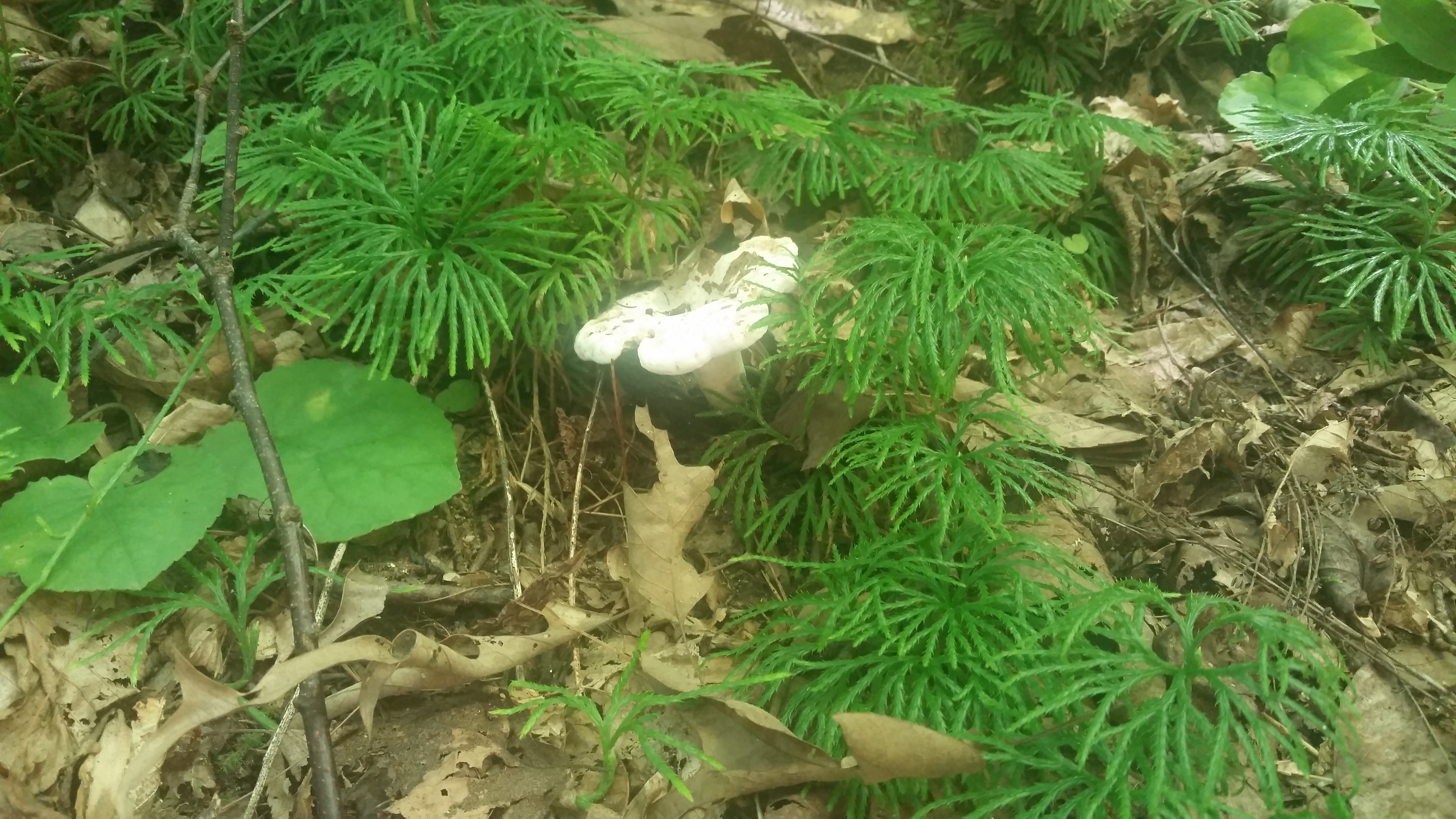 club moss and mushroom