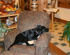 Black lab dog in chair on pillow