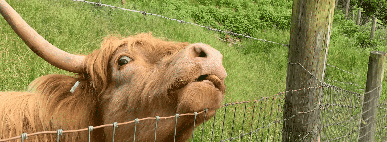 Scottish Highland Cows - Adorable Fluffy Long Haired Cow Facts!