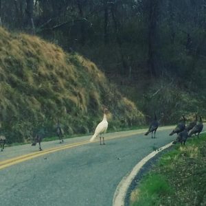 Wild Turkeys in the road