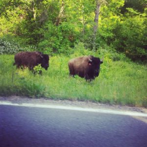 Bison on the side of the road