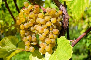 Close-up of double bunch of golden grapes on the leafy vine