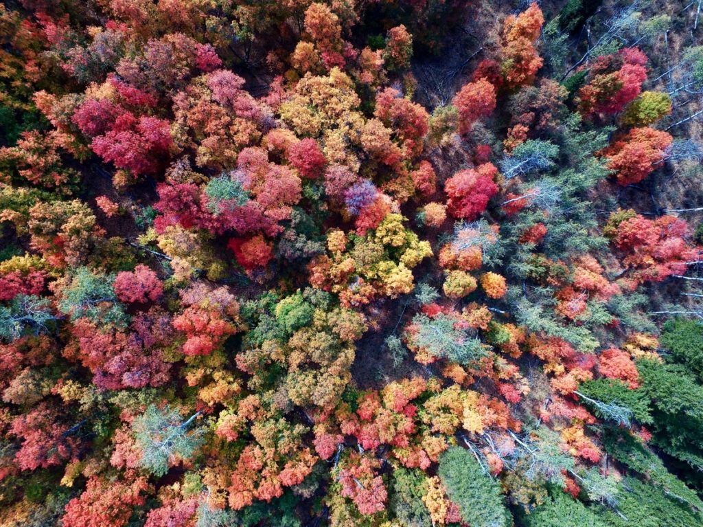 Aerial view of forest of trees in shades of red, gold, and green.