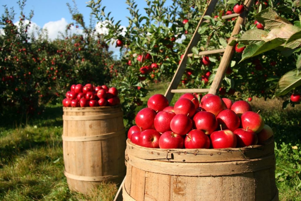 2 overflowing barrels of red apples in front of ladder and trees. 