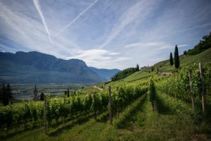 scenic vineyard with view of mountains, overlooking town