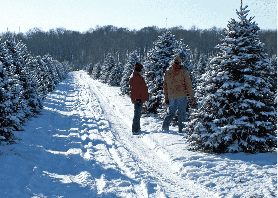 Two people at a Christmas tree farm covered in snow, choosing a tree