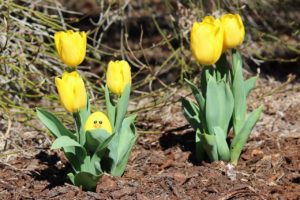 Yellow tulips with yellow smiley face egg in leaves