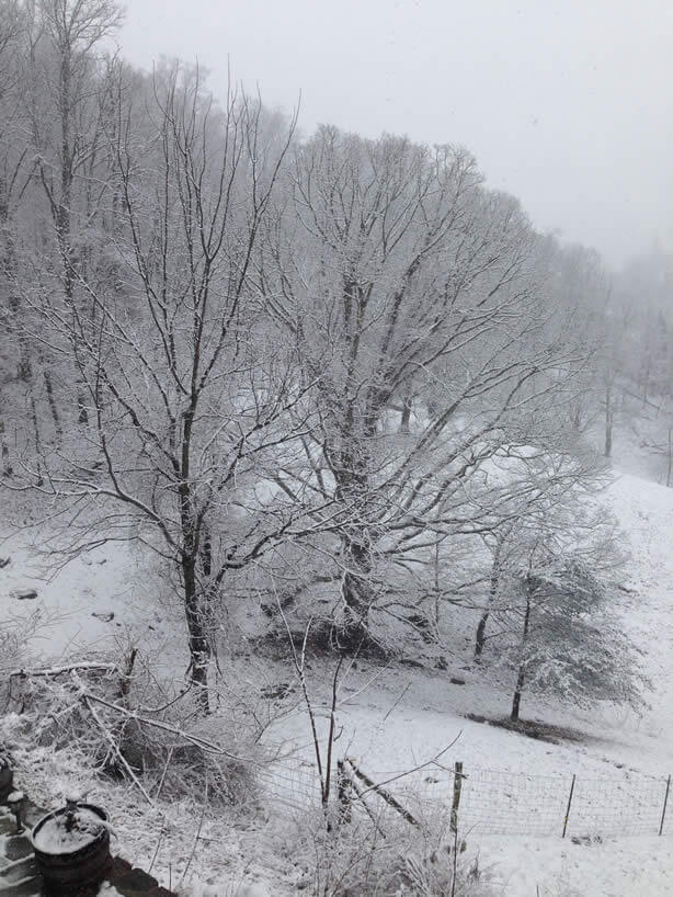 Stark snowy scene with bare trees covered in frost. 