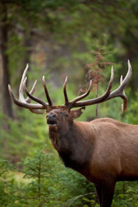 Elk