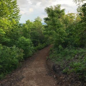 dirt trail hiking path in woods