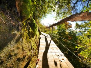  a beautiful woodland path with white rocks