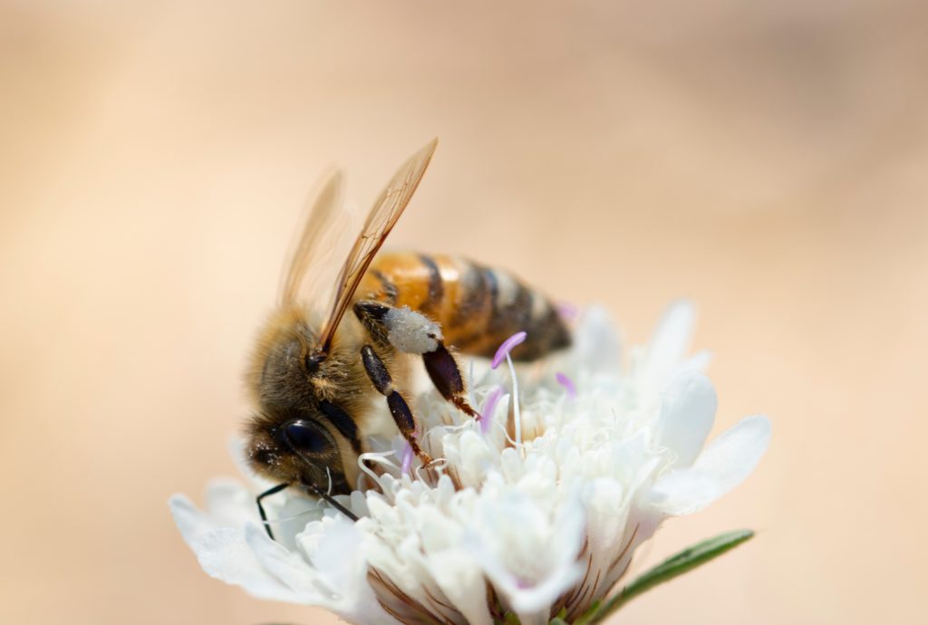Closeup of bee on white flower