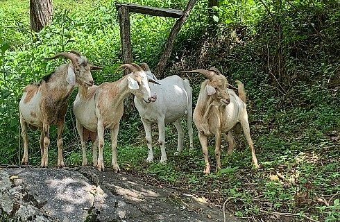 Four white and blond colored goats outside with green shrubs nearby