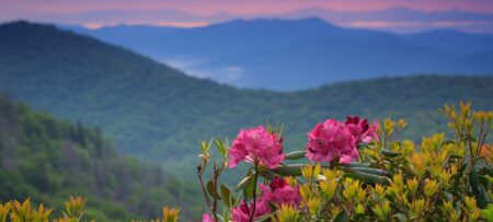 blue ridge parkway pink rhododendron in the foreground with layers of mountains against a pink sunset in the backdrop