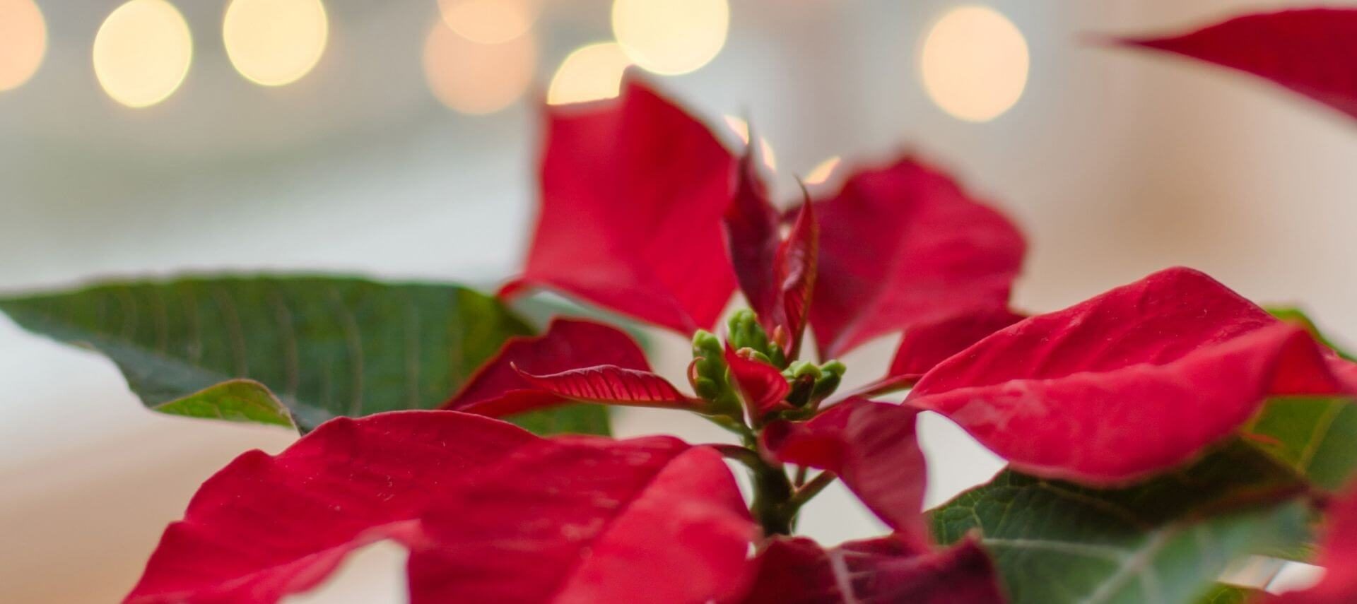 Red poinsettia with a backdrop of twinkling lights.