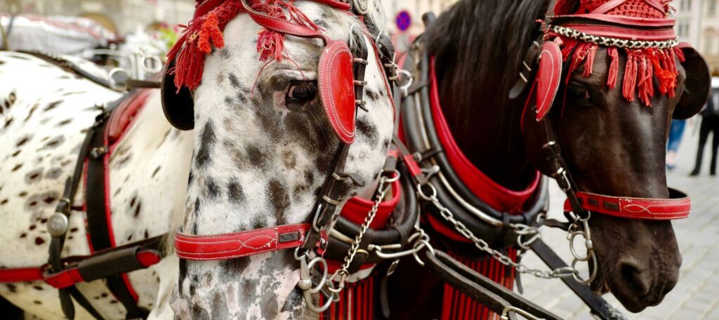 close-up of two horses pulling a carriage