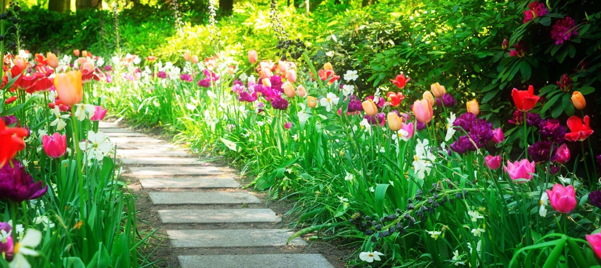 Curved walking path flanked by colorful tulips and lush greenery