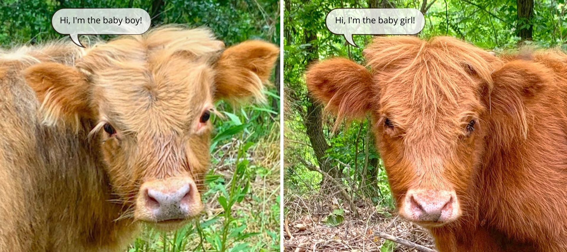 A tan boy cow calf and reddish brown girl cow calf