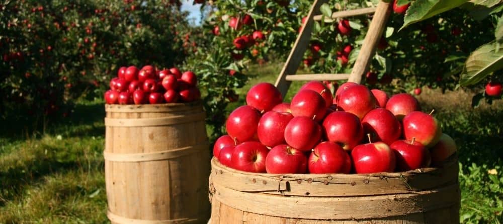 bushels full of apples in an apple orchard