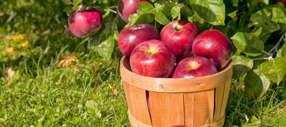 Bushel of apples on the ground in an apple orchard