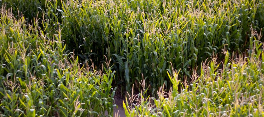 An aerial view of part of a corn maze