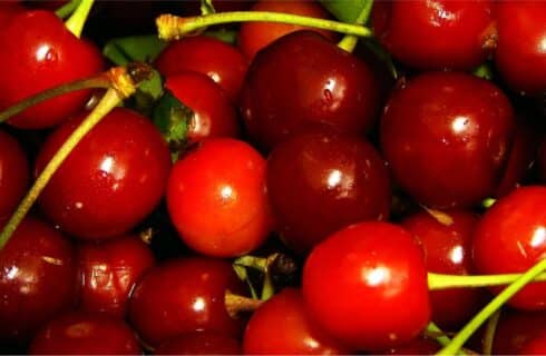 fresh ruby red ripe cherries