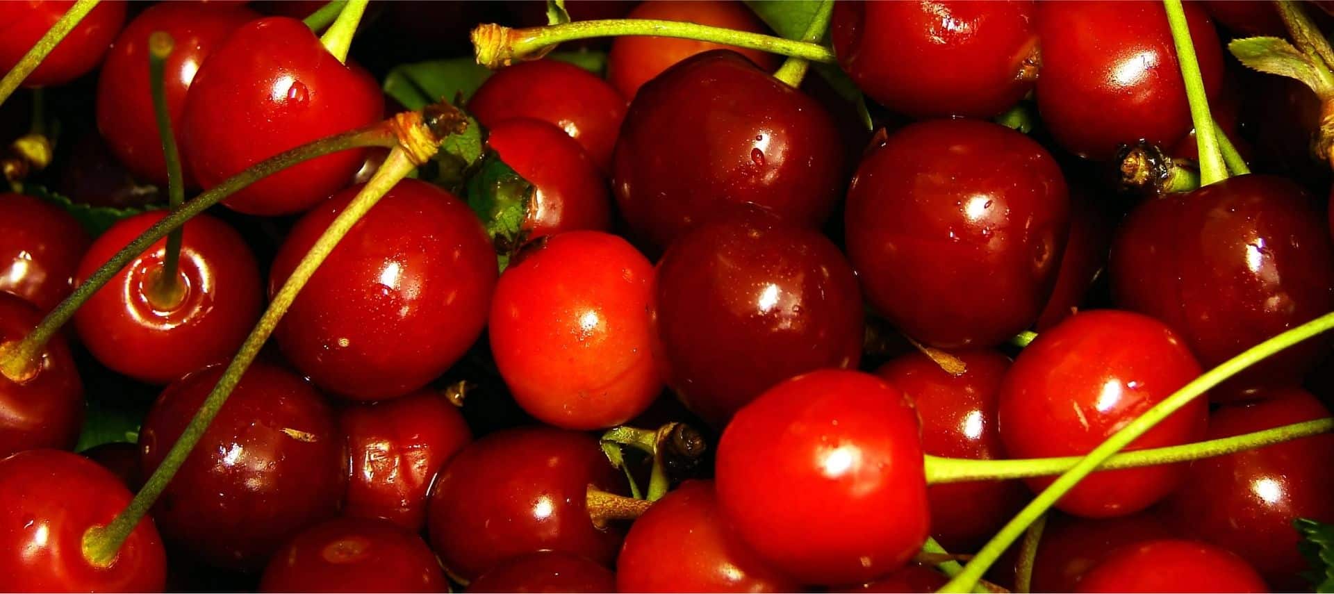 fresh ruby red ripe cherries